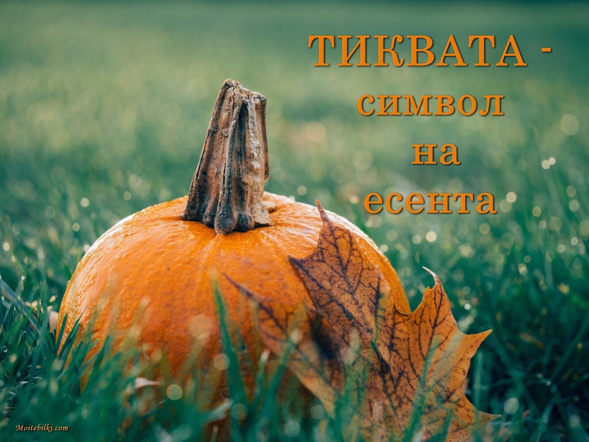 ТИКВАТА - символ на есента