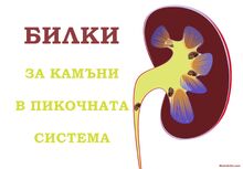 БИЛКИ ЗА КАМЪНИ В ПИКОЧНАТА СИСТЕМА