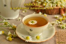 ЛАЙКАТА и нейната лечебна сила
