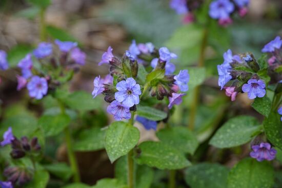 Pulmonaria folium